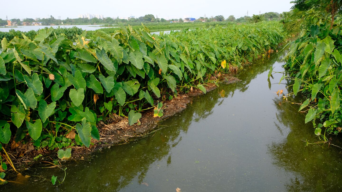 Community engagement and sustainability